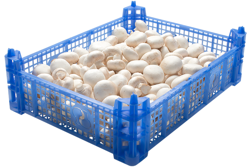 Champignons Middel (geen EMB.)  AGF   2,5kg